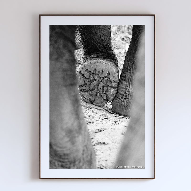 COLLECTION - GIANTS OF THE LAND VERTICAL - "What Carries Her" - LIMITED EDITION 10 of 10