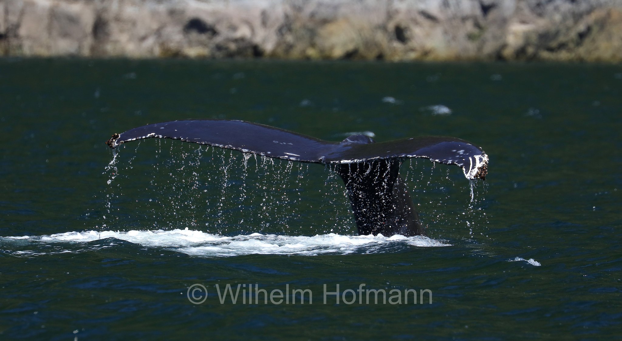 Megaptera novaeangliae, humpback whale, Buckelwal, megattera, Discovery Passage, Discovery-Passage, British Columbia, Columbia Britannica, Canada, Kanada