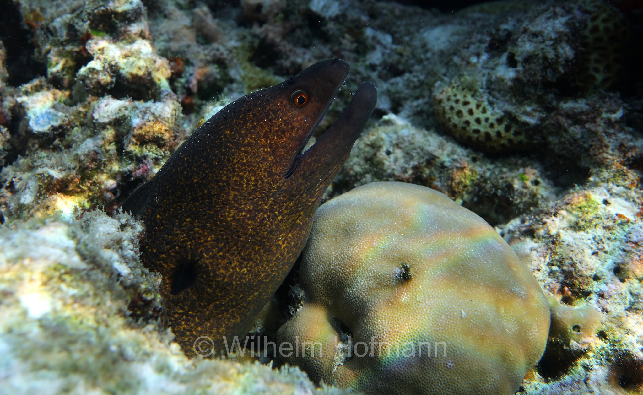 giant moray, Riesenmuräne, murena gigante,  Gymnothorax javanicus, Malediven, Maldives, Maledive, fihalhohi island resort