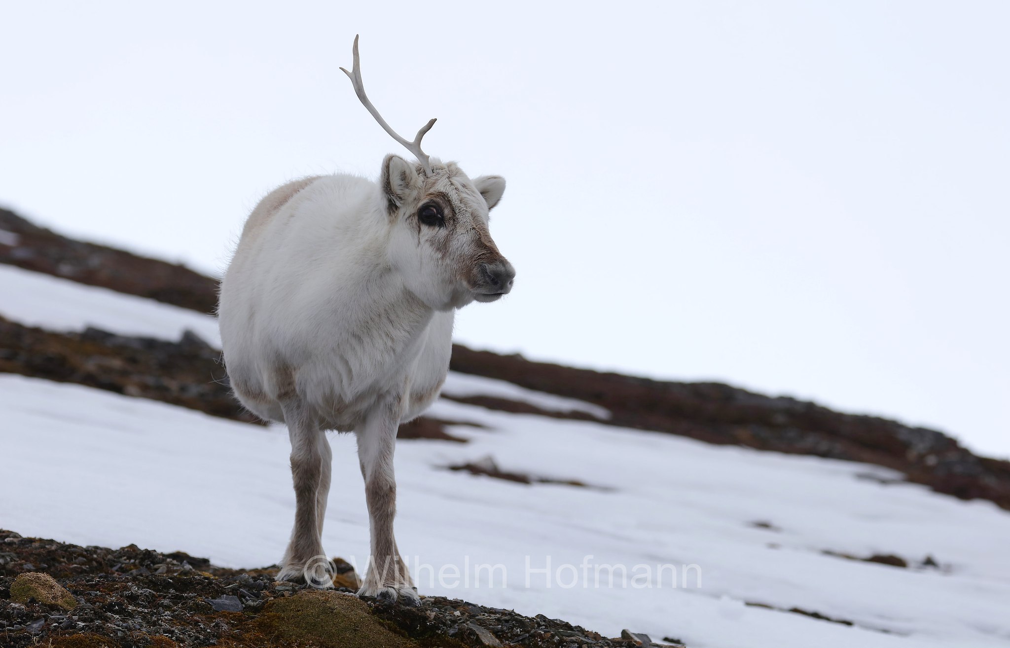 Rangifer tarandus platyrhynchus, Svalbard reindeer, Spitzbergen-Ren, renna delle Svalbard, Trygghamna, Spitsbergen, Svalbard, Spitzbergen, Norway, Norwegen, Norvegia