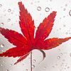 La feuille d'érable sous la pluie