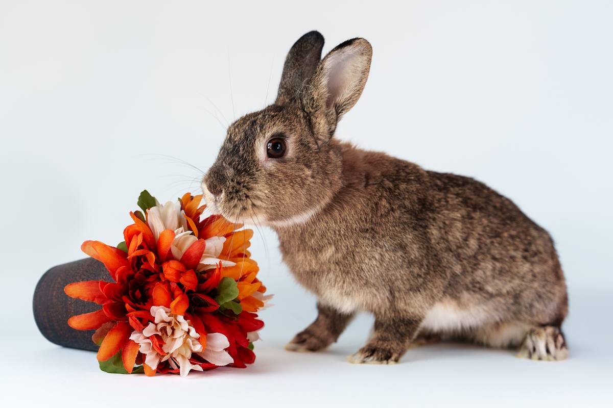 Rabbitt sniffing an orange flower.