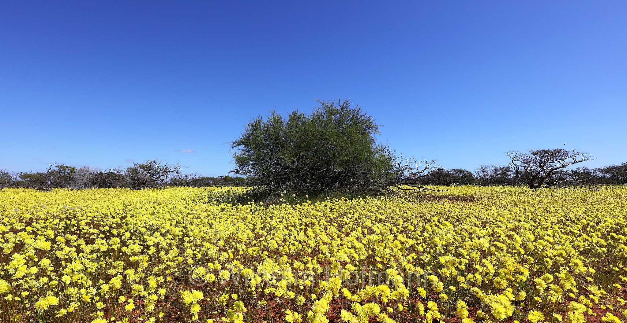 Cephalipterum drummondii, yellow pom-pom everlasting, Coral Coast, Western Australia, Westaustralien, Australia Occidentale, Australia, Australien
