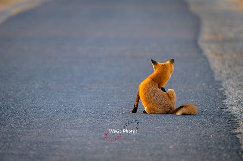 The Ponderous Fox