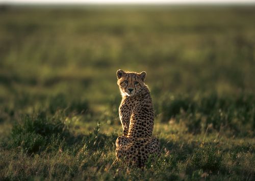 Cheetah
