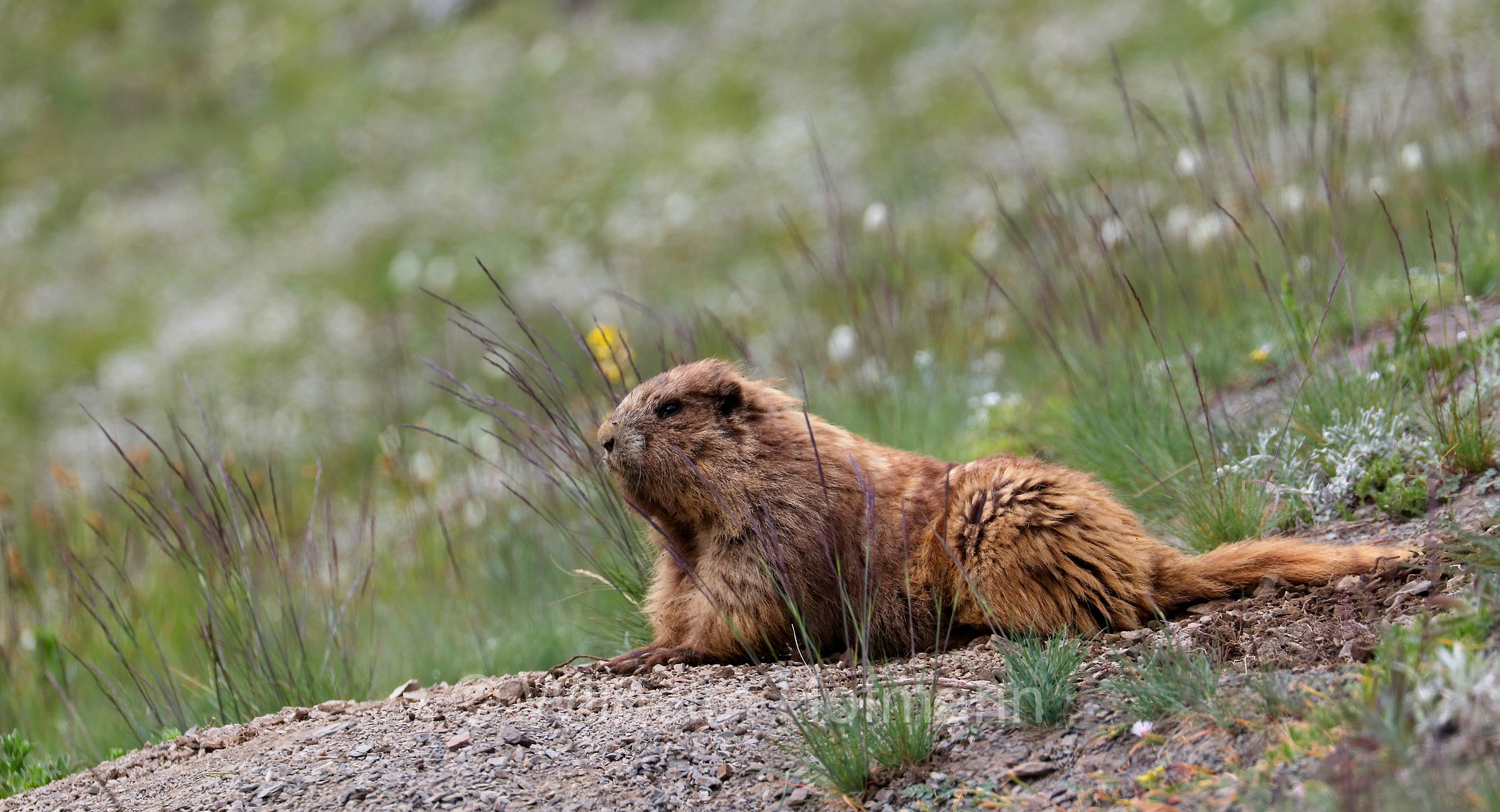 Marmota olympus, Olympic marmot, Olympisches Murmeltier, marmotta olimpica, Hurricane Ridge, Olympic National Park, Olympic-Nationalpark, Olympic-Nationalpark, Washington, USA