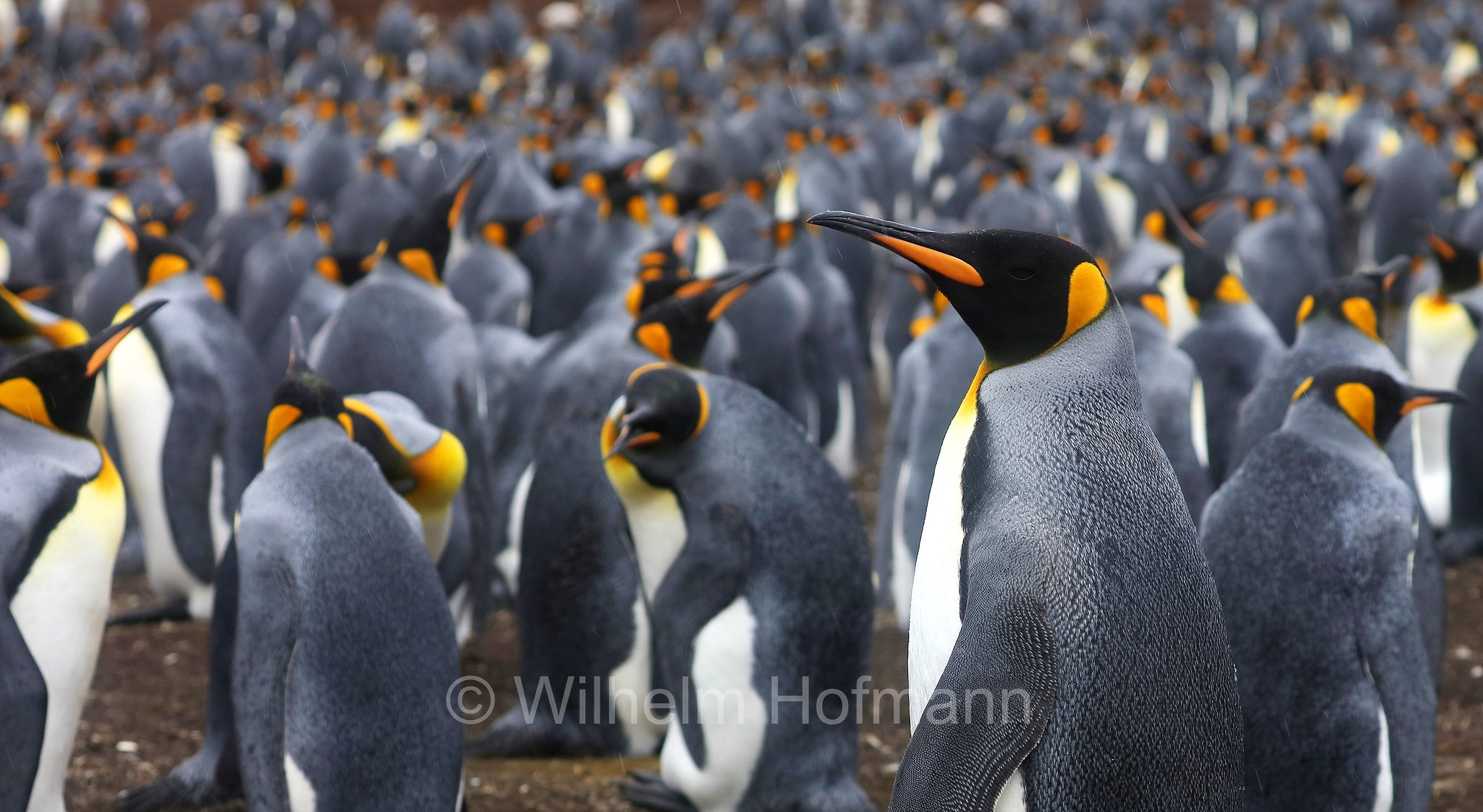 king penguin, Königspinguin, pinguino reale, Aptenodytes patagonicus, Volunteer Point, East Falkland, Ostfalkland, Falkland Orientale, Isla Soledad, Falkland Islands, Falklandinseln, Isole Falkland