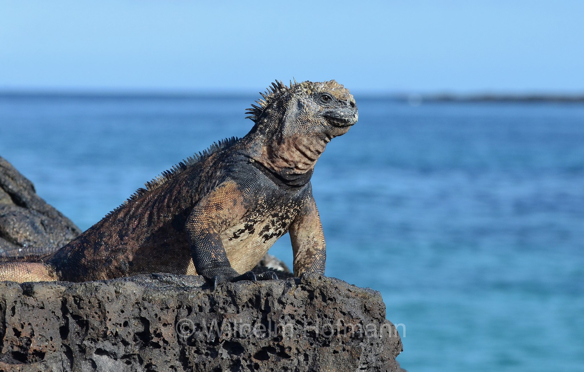 marine iguana, sea iguana, saltwater iguana, Galápagos marine iguana, Meerechse, iguana marina, Amblyrhynchus cristatus﻿, Santiago Island, Santiago, San Salvador, James Island, Sullivan Bay, Galápagos Islands, Galápagos, Galapagosinseln, Ecuador
