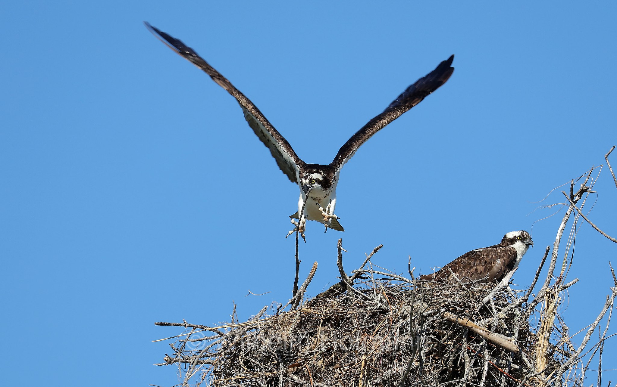 Pandion haliaetus carolinensis, American osprey, North American osprey, Carolina-Fischadler, falco pescatore, North Beach, Fort DeSoto Park, Florida, USA