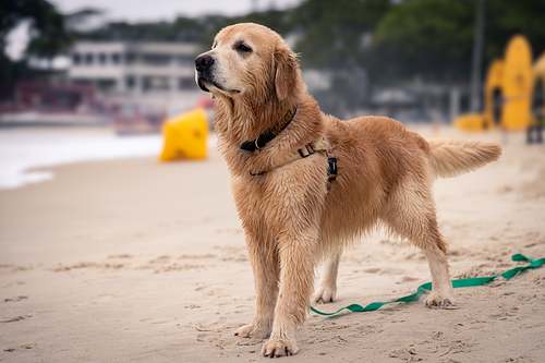 Hunde