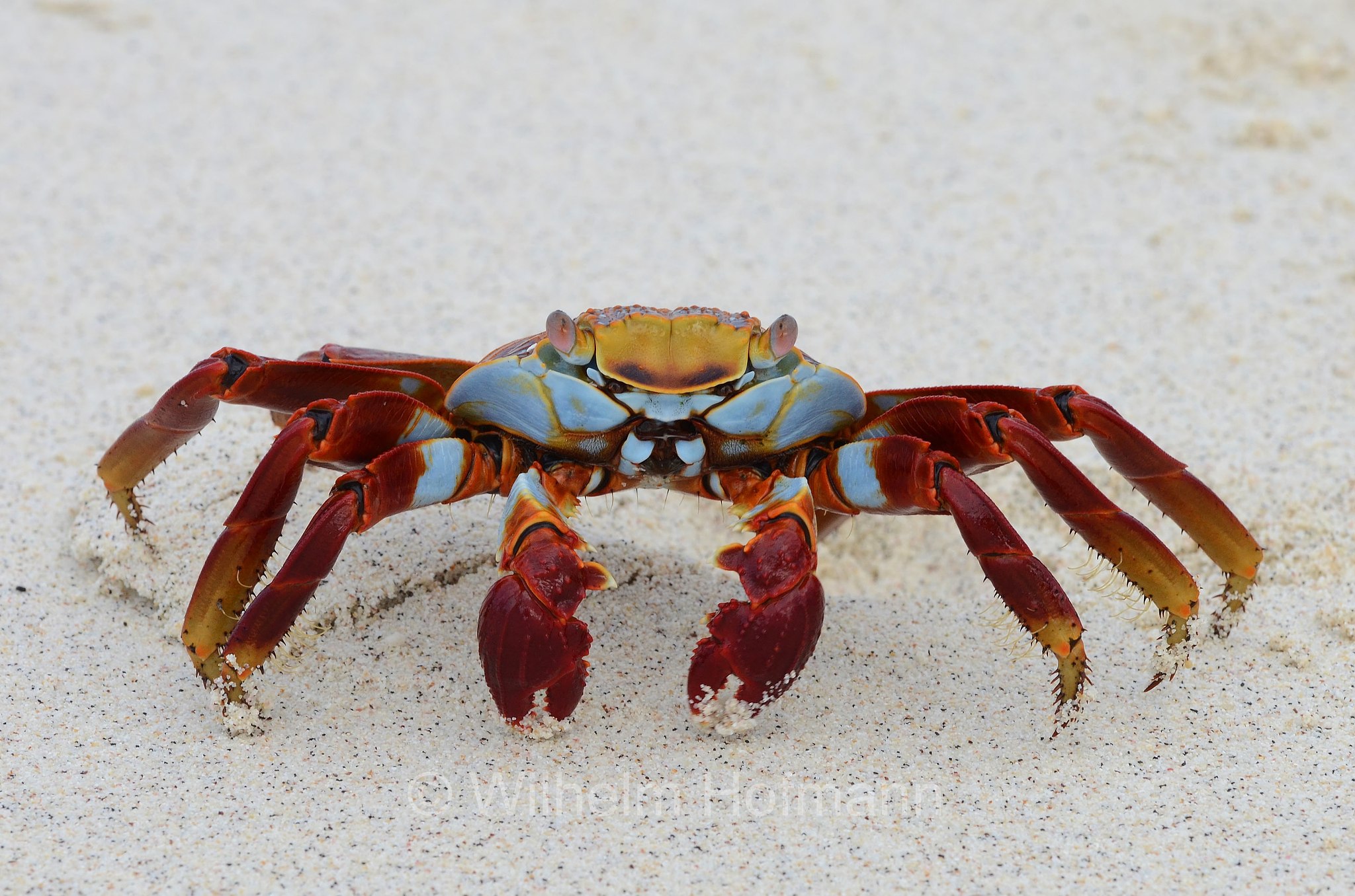 red rock crab, Rote Klippenkrabbe, granchio rosso delle Galápagos, Grapsus grapsus, Sombrero Chino Islet, Sombrero Chino, Galápagos Islands, Galápagos, Galapagosinseln, Ecuador