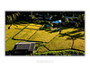THE ONE - AERIAL PRINTS - "Ready to Harvest" - LIMITED EDITION 5 of 5