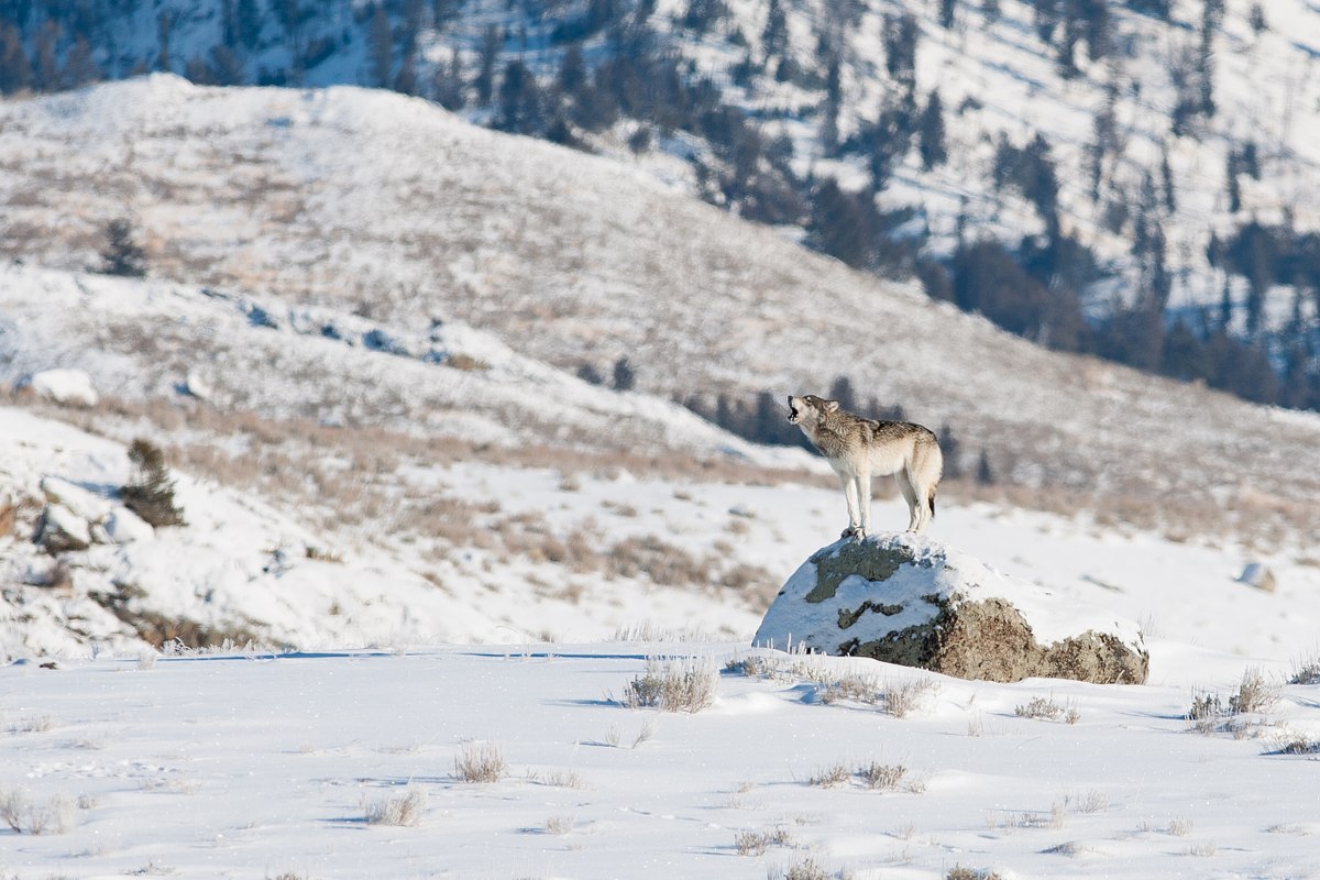 Something-to-Howl-About