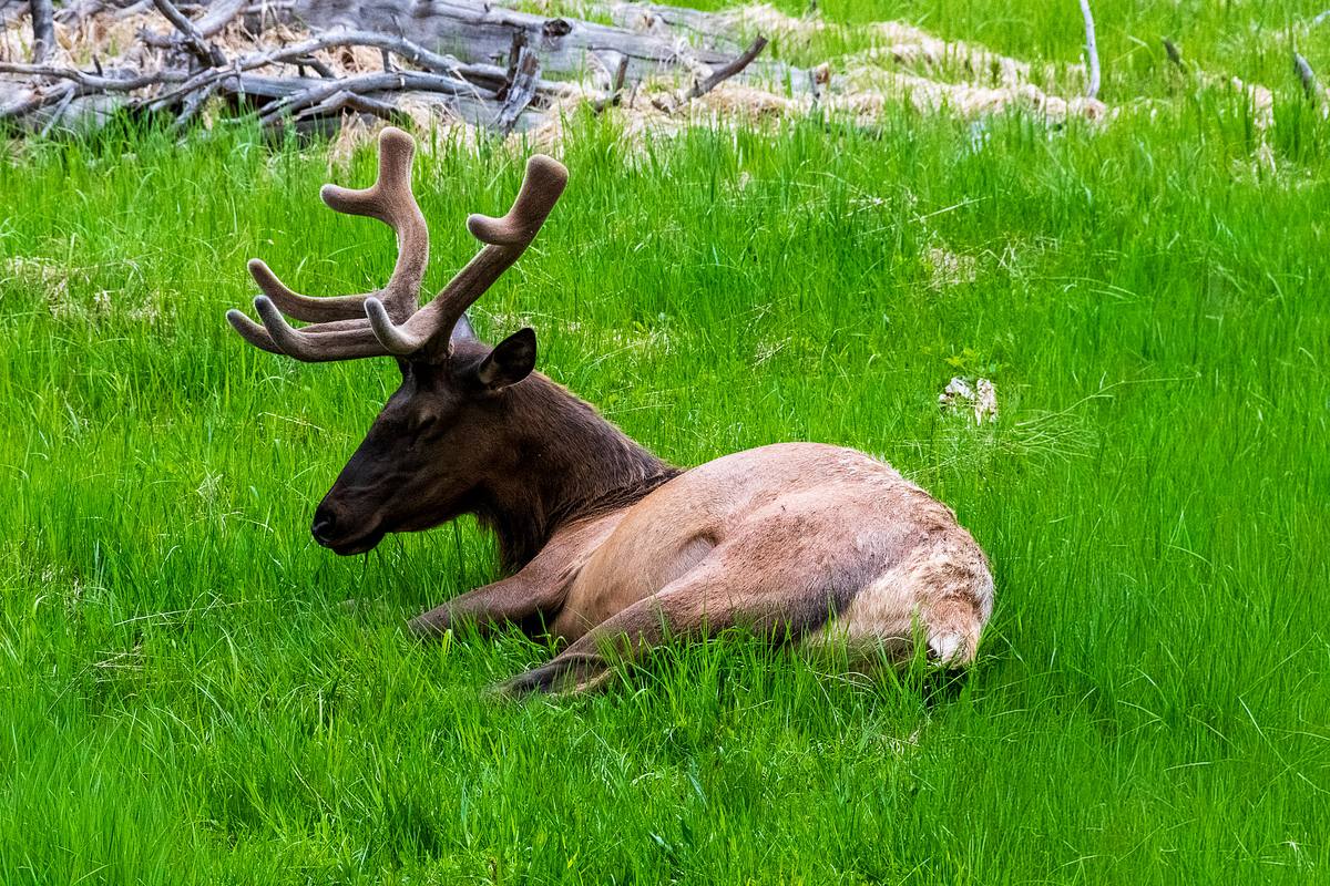 Snoozing Bull Elk with Velvet Antlers &mdash; Yellowstone National P