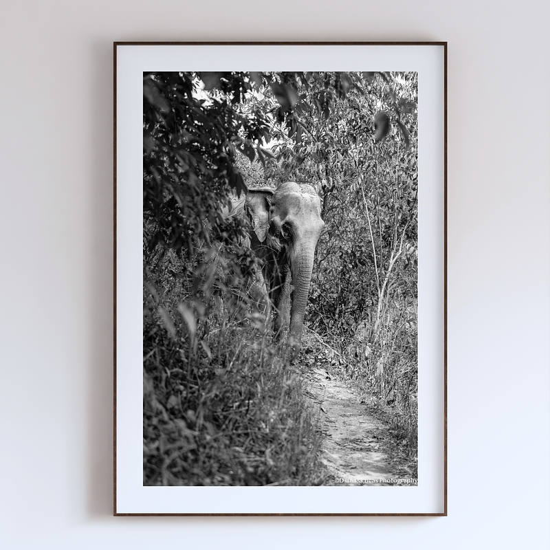 COLLECTION - GIANTS OF THE LAND VERTICAL -  "Hidden" - LIMITED EDITION 9 of 10