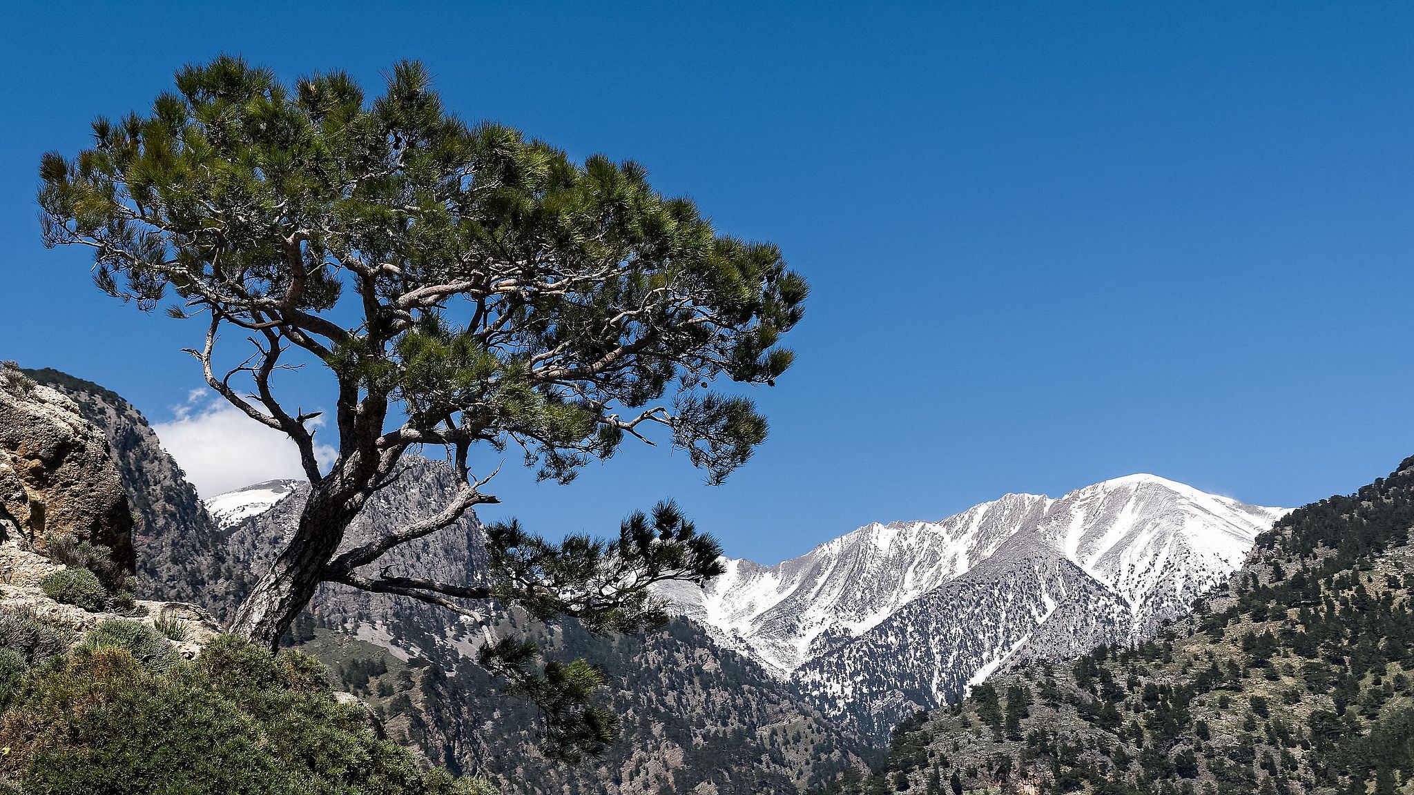 Pinus brutia