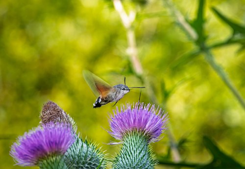 Macro & Proxy Photography