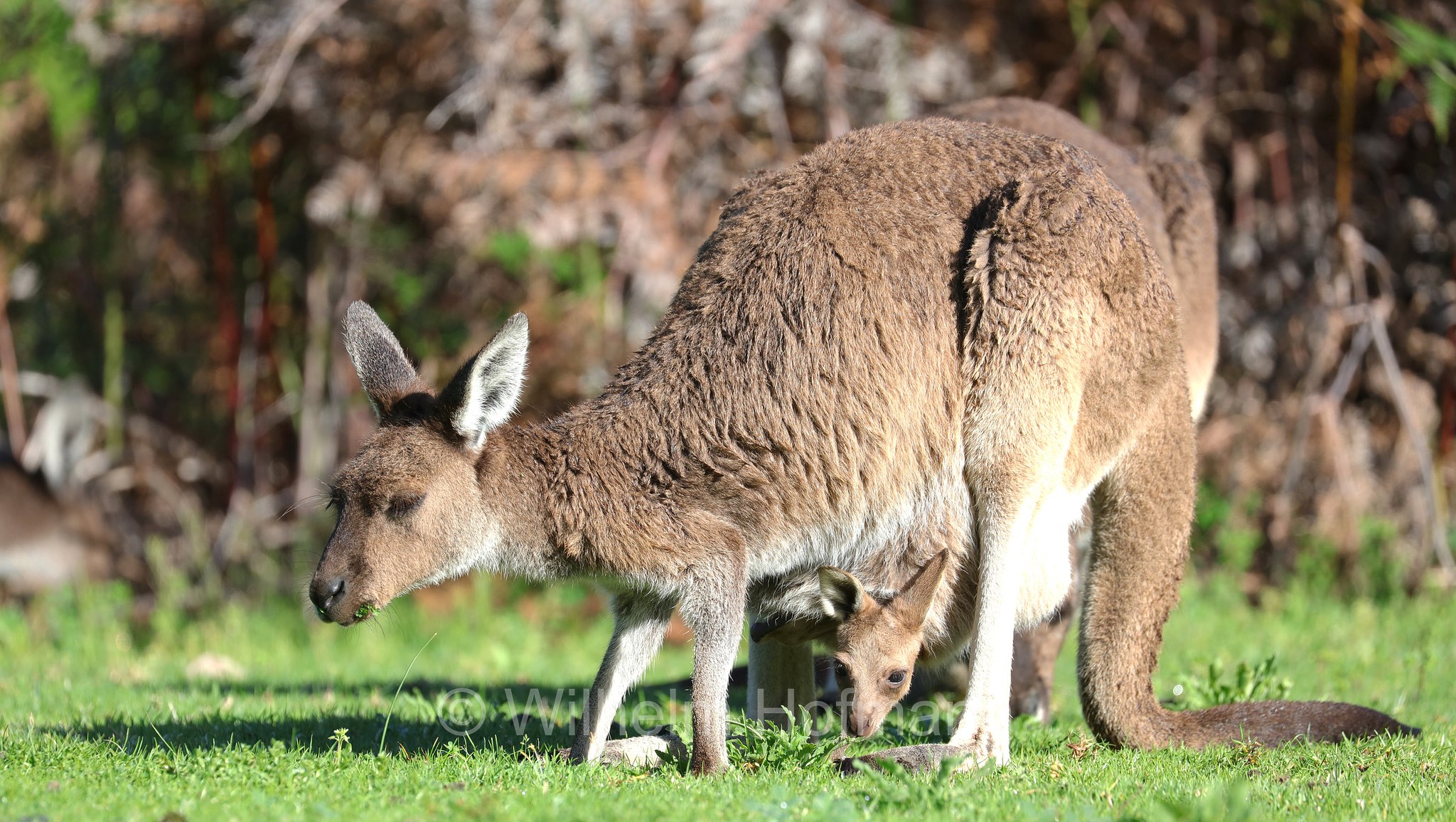 Macropus fuliginosus, western grey kangaroo, western grey giant kangaroo, black-faced kangaroo, mallee kangaroo, sooty kangaroo, Westliches Graues Riesenkänguru, canguro grigio occidentale, Yanchep National Park, Yanchep-Nationalpark, Parco Nazionale Yanchep, Western Australia, Westaustralien, Australia Occidentale, Australia, Australien