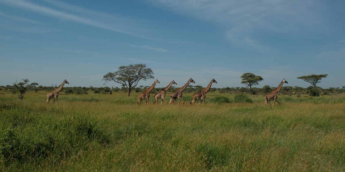 Masai-Giraffes