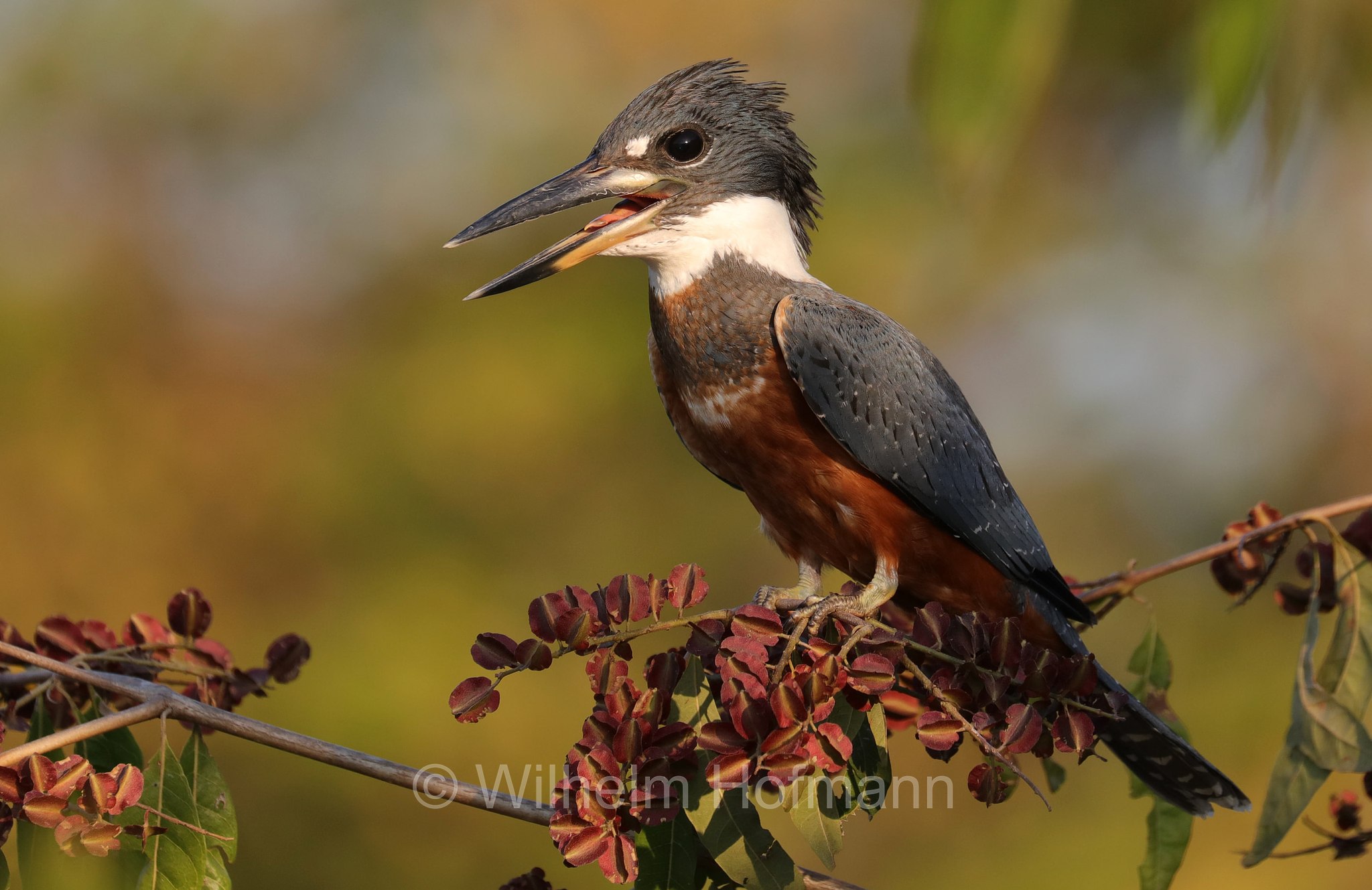 ringed kingfisher, Rotbrustfischer, martin pescatore dal collare, ﻿Megaceryle torquata, Pantanal, Mato Grosso, Brazil, Brasil, Brasile, Brasilien