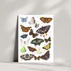 British and European Butterfly Study | Art Print | with Names