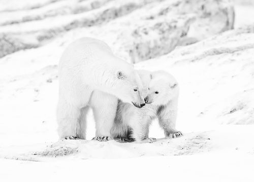 A Mother's Promise