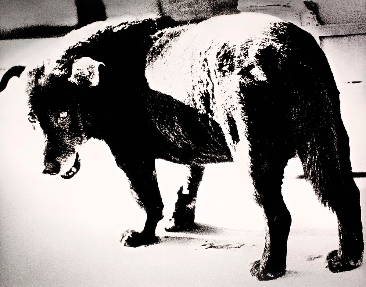 Daido Moriyama - Stray Dog