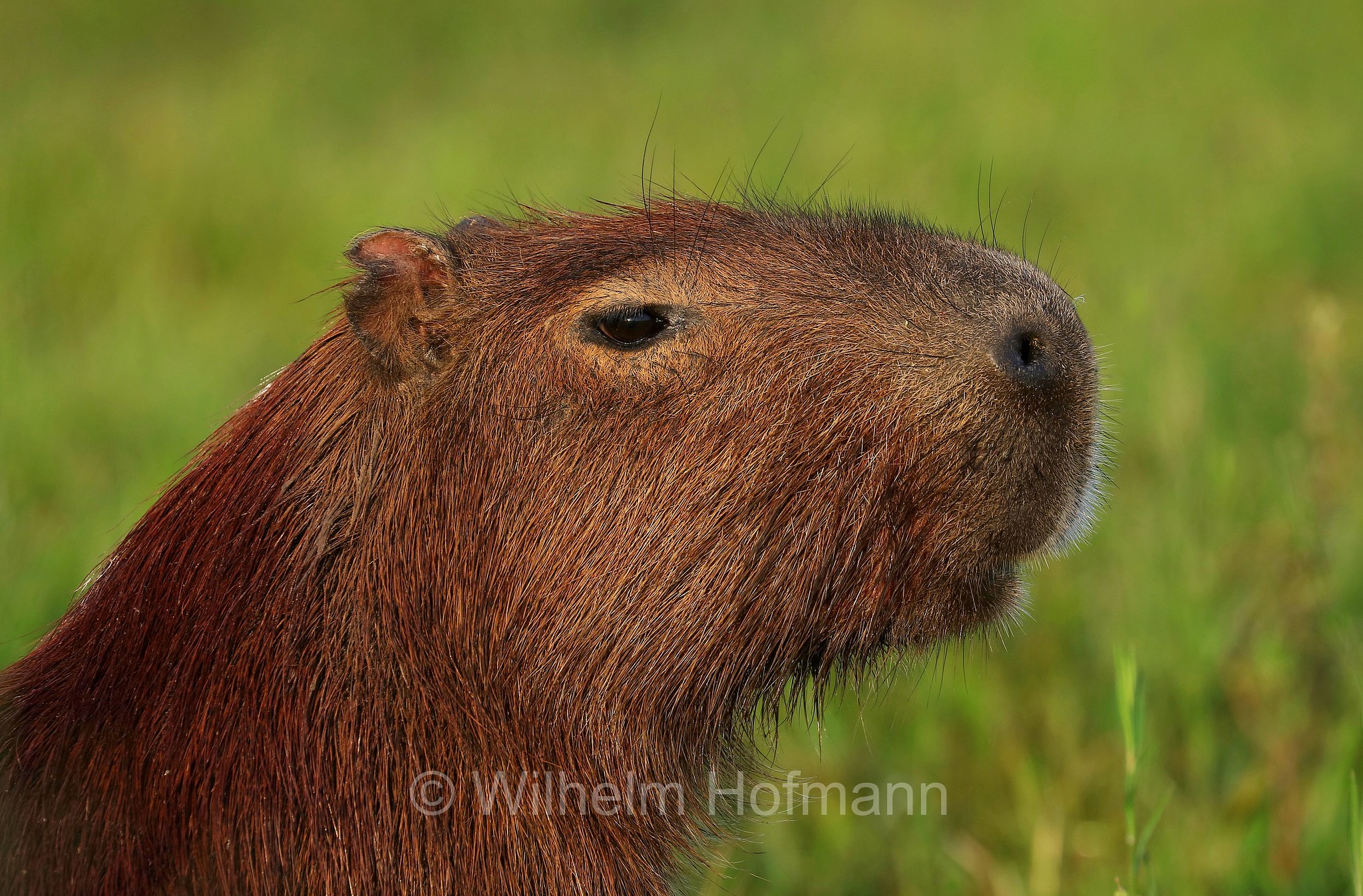 capybara, greater capybara, Wasserschwein, capibara, idrochéro, capivara, chigüire, nutriae, quiuit, chigüiro, fercho, carpincho, ronsoco, Hydrochoerus hydrochaeris, Iberá Wetlands, Esteros del Iberá, Corrientes, Argentina, Argentinien