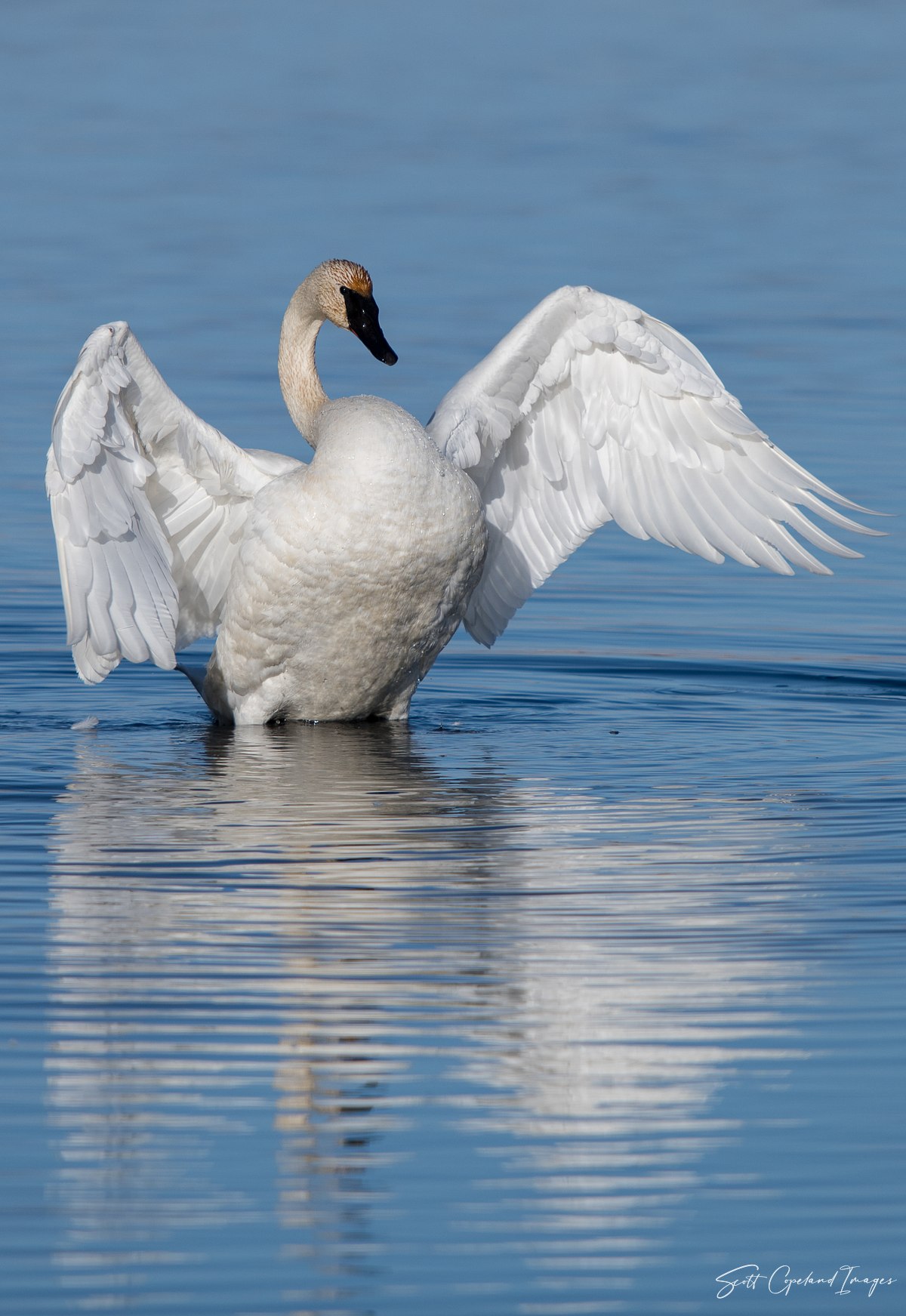 Reflected Grace