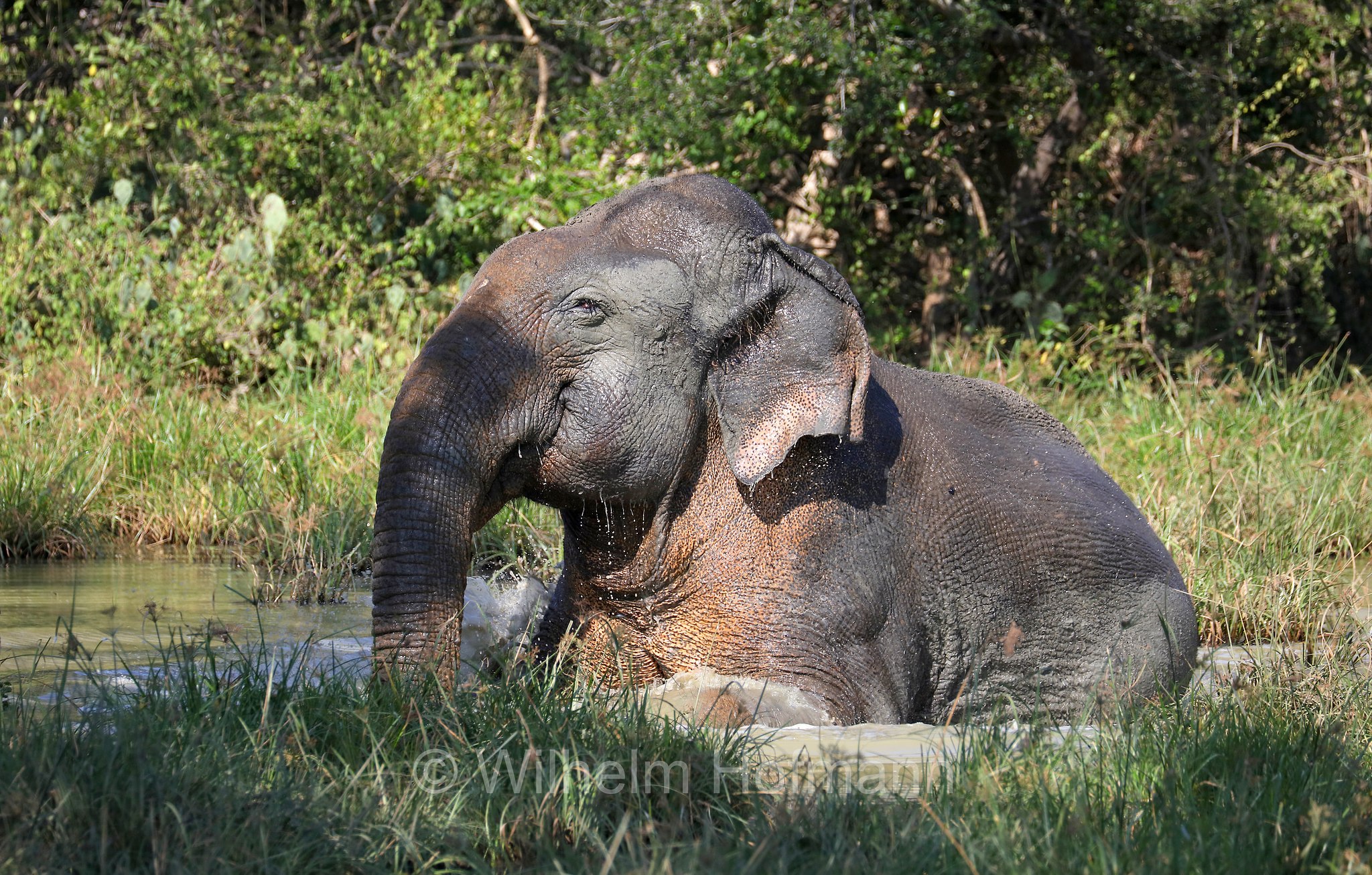 Sri Lankan elephant, Sri-Lanka-Elefant, Ceylon-Elefant, elefante dello Sri Lanka, Elephas maximus maximus, Sri Lanka, Bundala National Park, Bundala Nationalpark, Parco nazionale Bundala