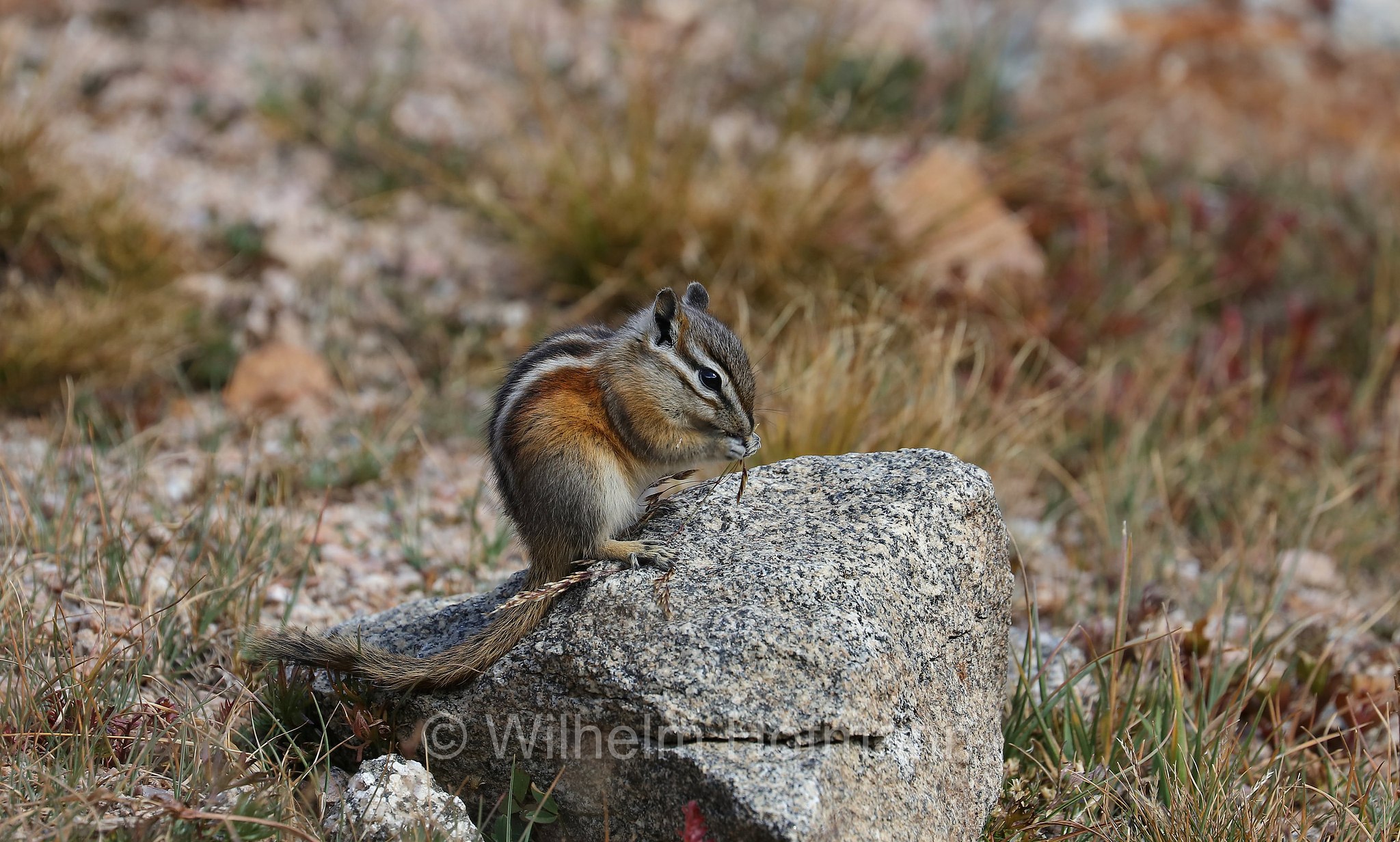 Neotamias minimus, Tamias minimus, Least Chipmunk, Kleines Streifenhörnchen, tamia minore, chipmunk nano, Summit Lake, Summit Lake Park, Colorado, USA