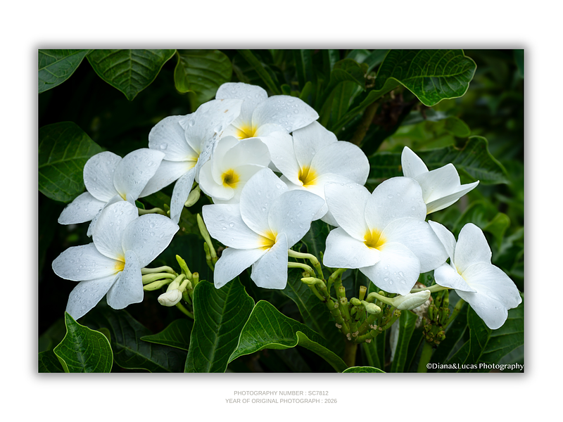 THE ONE - WILDLIFE & NATURE - "White Plumeria" - LIMITED EDITION 5 of 5