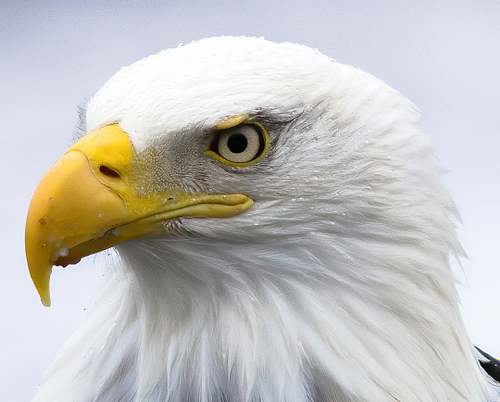 Best place for bald eagle photography workshop & guide tour in the US.  Located in the Midwest (Iowa & Illinois) and Alaska, United States.