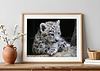 Snow Leopard Cub Print