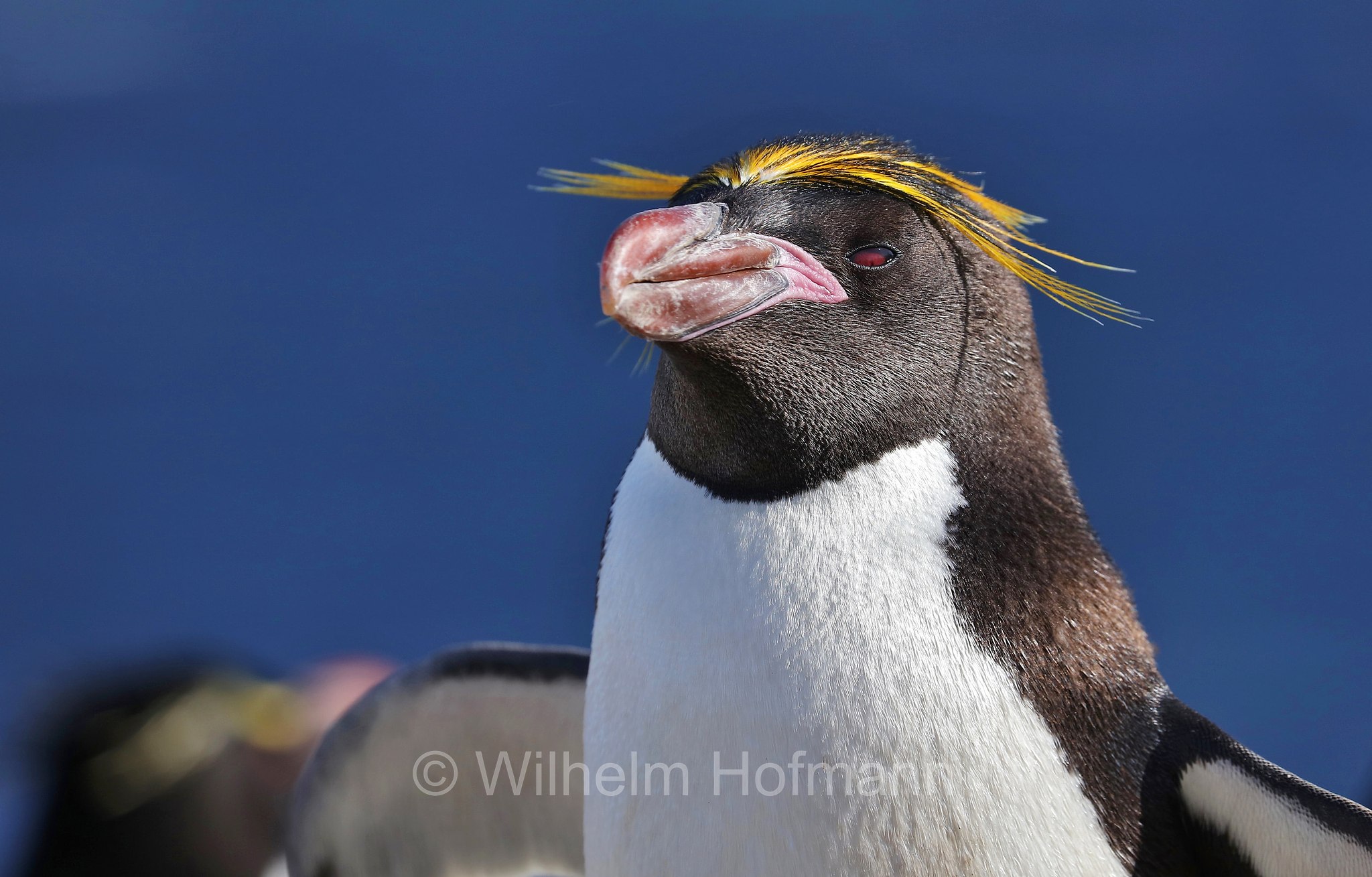 macaroni penguin, Goldschopfpinguin, eudipte ciuffodorato, pinguino fronte dorata, pinguino macaroni, Eudyptes chrysolophus, Sealion Island, Sea Lion Island, Isla de los Leones Marinos, Falkland Islands, Falklandinseln, Isole Falkland