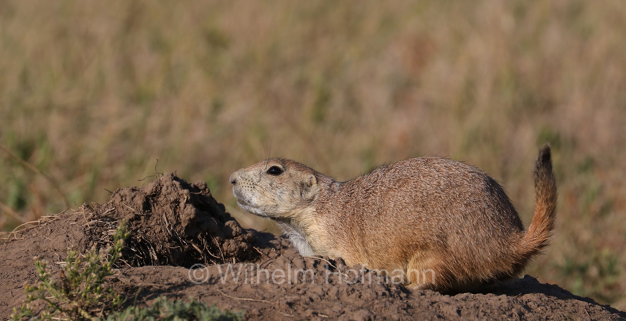 Cynomys ludovicianus, black-tailed prairie dog, Schwarzschwanz-Präriehund, cane della prateria dalla coda nera, Wind Cave National Park, Wind-Cave-Nationalpark, Parco nazionale di Wind Cave, South Dakota, Dakota del Sud, USA
