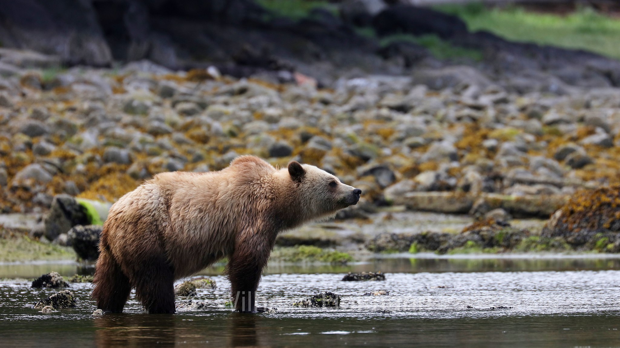 Ursus arctos horribilis, grizzly bear, grizzly, North American brown bear, Grizzlybär, Graubär, orso grizzly, grizzly, orso grigio, Knight Inlet, Glendale Cove, British Columbia, Columbia Britannica, Canada, Kanada