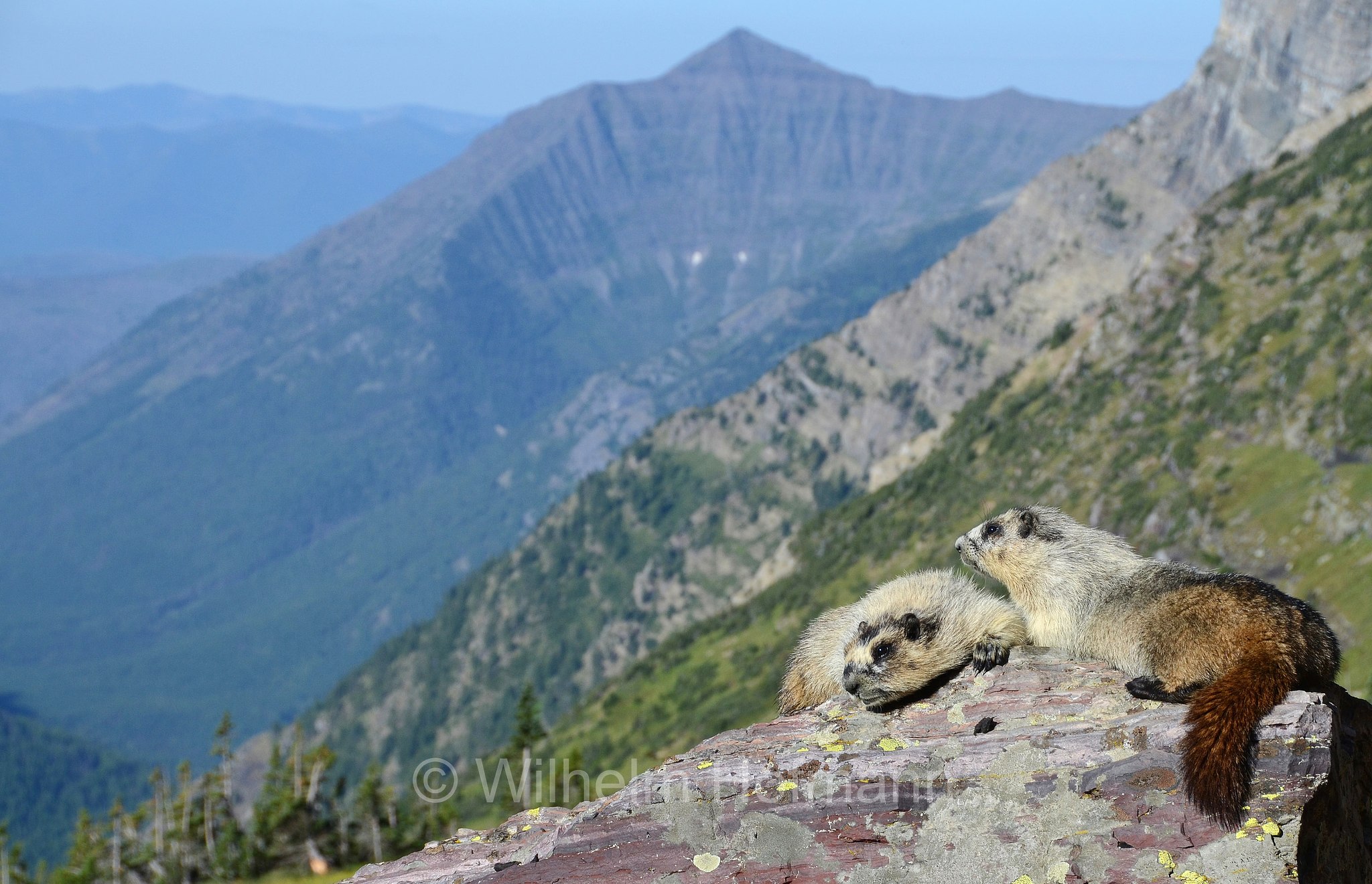 Marmota caligata, hoary marmot, Eisgraues Murmeltier, marmotta delle Montagne Rocciose, Hidden Lake Pass, Glacier National Park, Glacier-Nationalpark, parco nazionale dei ghiacciai, Montana, USA