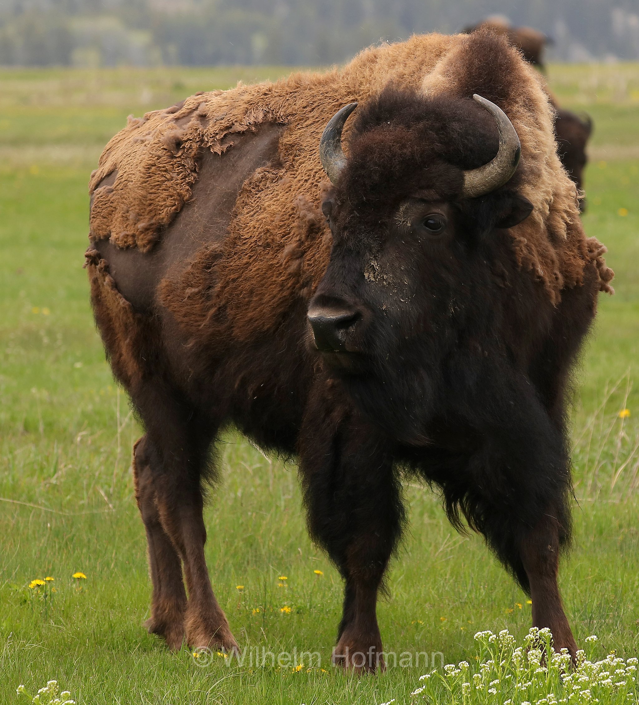 Plains bison, Präriebison, bisonte delle pianure, Bison bison bison, Elk Ranch Flats, Grand Teton National Park, Grand-Teton-Nationalpark, parco nazionale del Grand Teton, Wyoming, USA