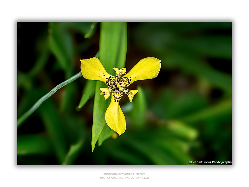 THE ONE - WILDLIFE & NATURE - "The Yellow" - LIMITED EDITION 3 of 5