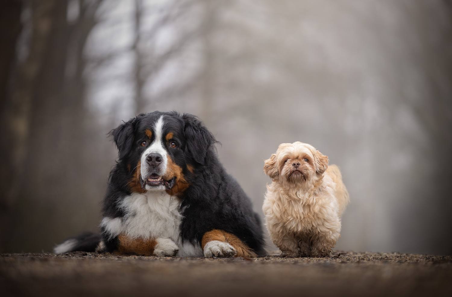 NLS Dierenfotografie