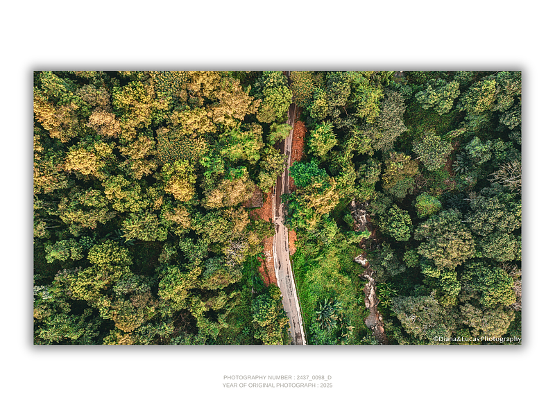 COLLECTION - FROM ABOVE HORIZONTAL - "The Forest Track" - LIMITED EDITION 10 of 10