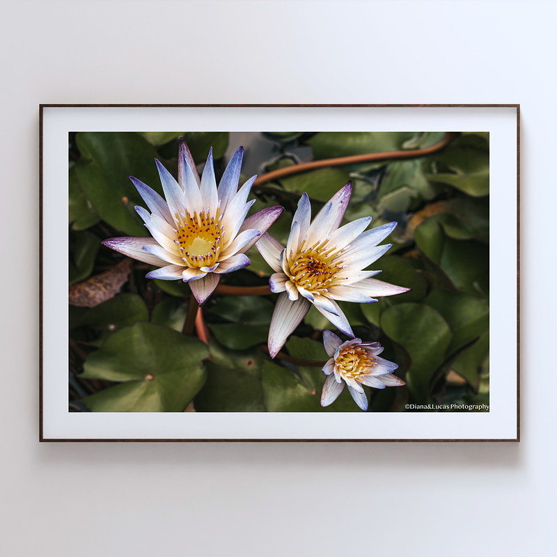 THE ONE - WILDLIFE & NATURE - "Nymphaea Trio" - LIMITED EDITION 5 of 5