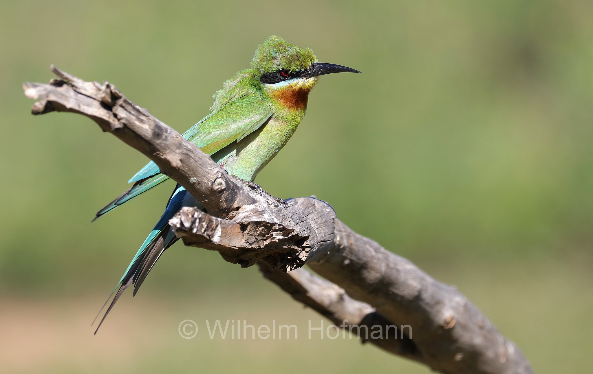 blue-tailed bee-eater, Blauschwanzspint, gruccione codazzurra, Merops philippinus, Sri Lanka, Yala National Park, Yala Nationalpark, Parco nazionale di Yala