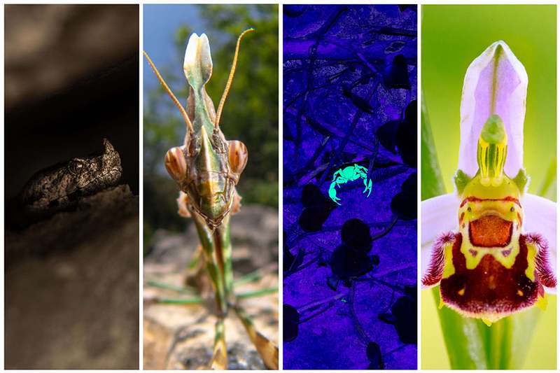 Fotoworkshop Anmeldung – Artenvielfalt Istriens (30.4.-3.5.2026) – 1 Platz frei