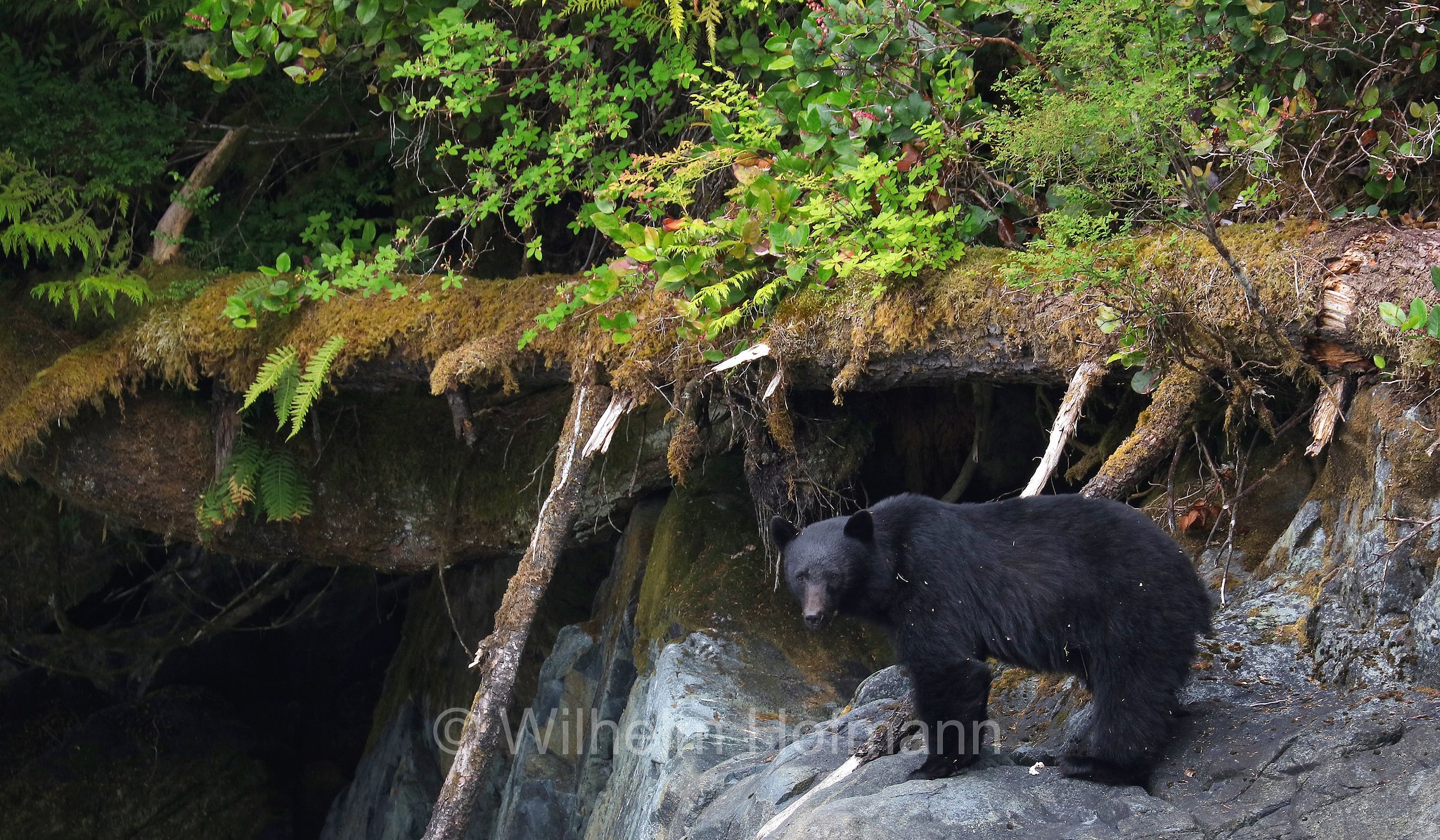 Ursus americanus, American black bear, black bear, Amerikanischer Schwarzbär, Baribal, orso nero, baribal, Telegraph Cove, Vancouver Island, Isola di Vancouver, British Columbia, Columbia Britannica, Canada, Kanada