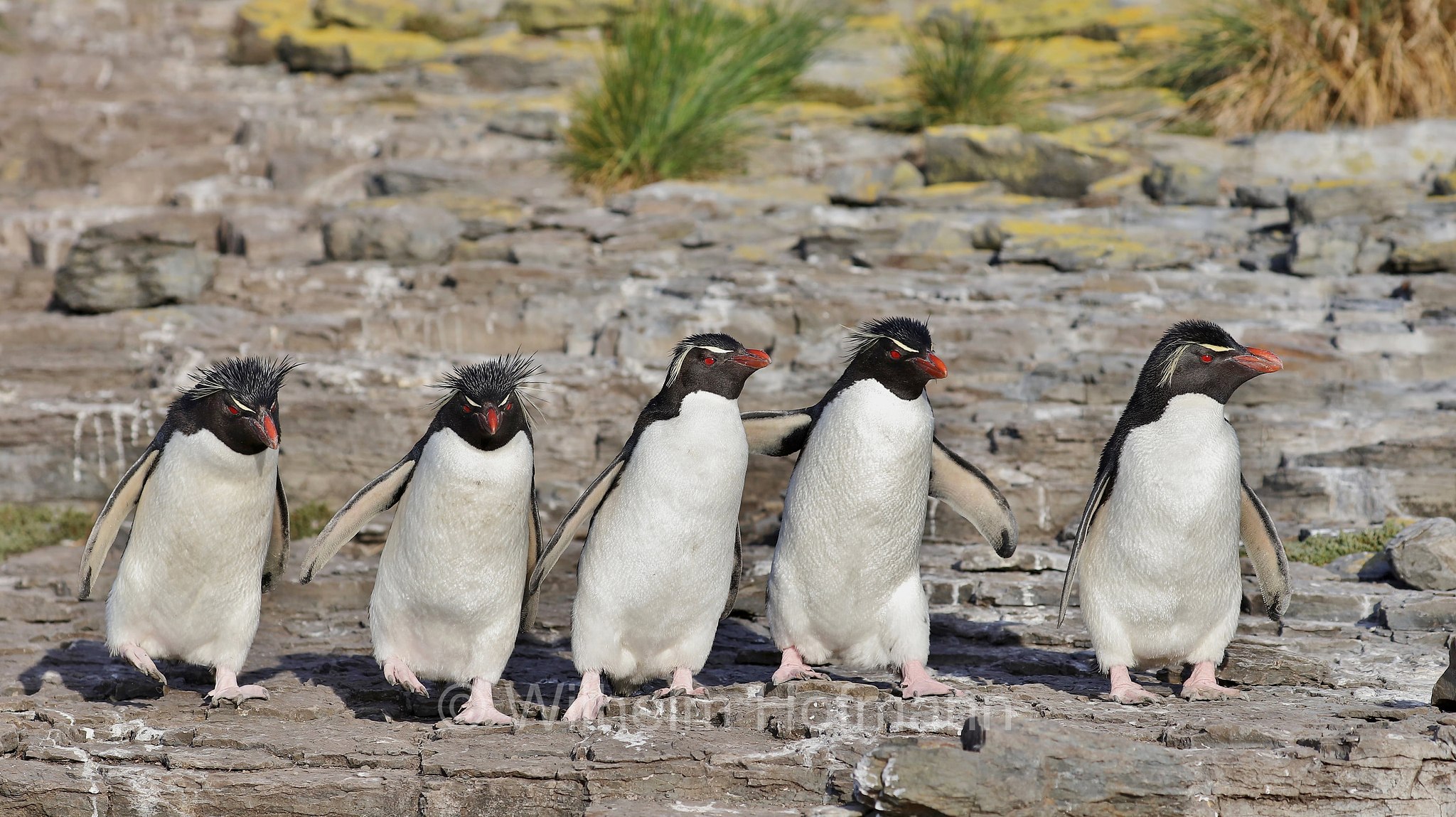 western rockhopper penguin, Felsenpinguin, pinguino saltarocce, Eudyptes chrysocome, Bleaker Island, Isla María, Falkland Islands, Falklandinseln, Isole Falkland