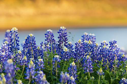 A detailed close-up view of vibrant Texas bluebonnets with the blue Colorado River and a golden bank blurred in the background.