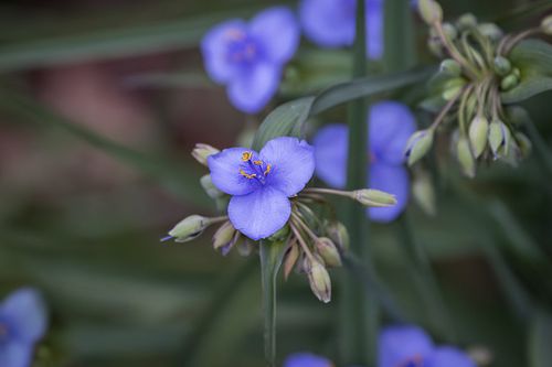 PLANTS
