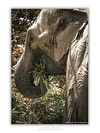 COLLECTION - GIANTS OF THE LAND VERTICAL - "Fresh Pick" - LIMITED EDITION 10 of 10
